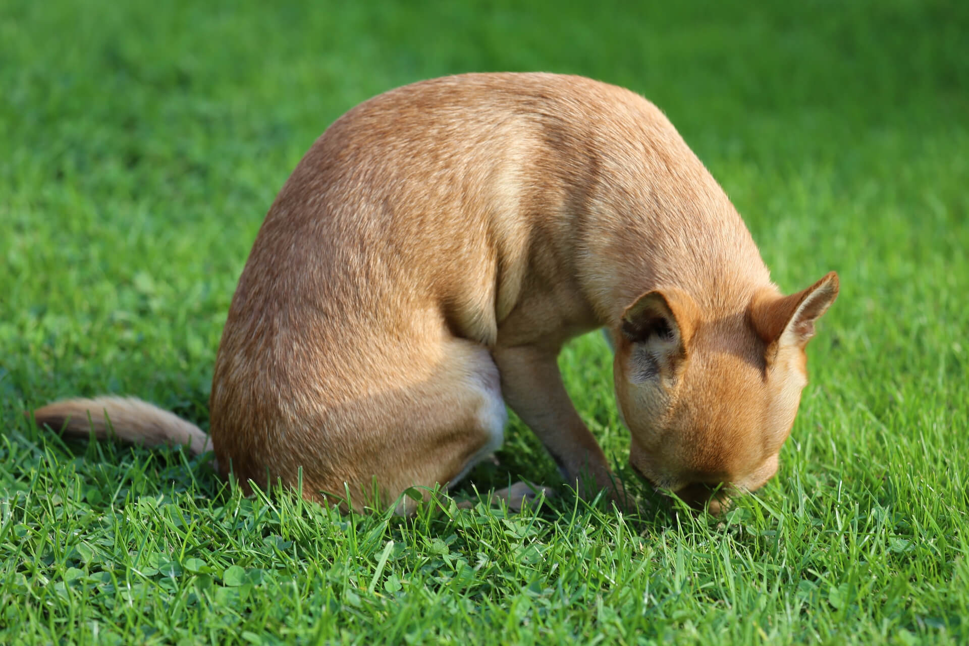 why chihuahua eat poop?