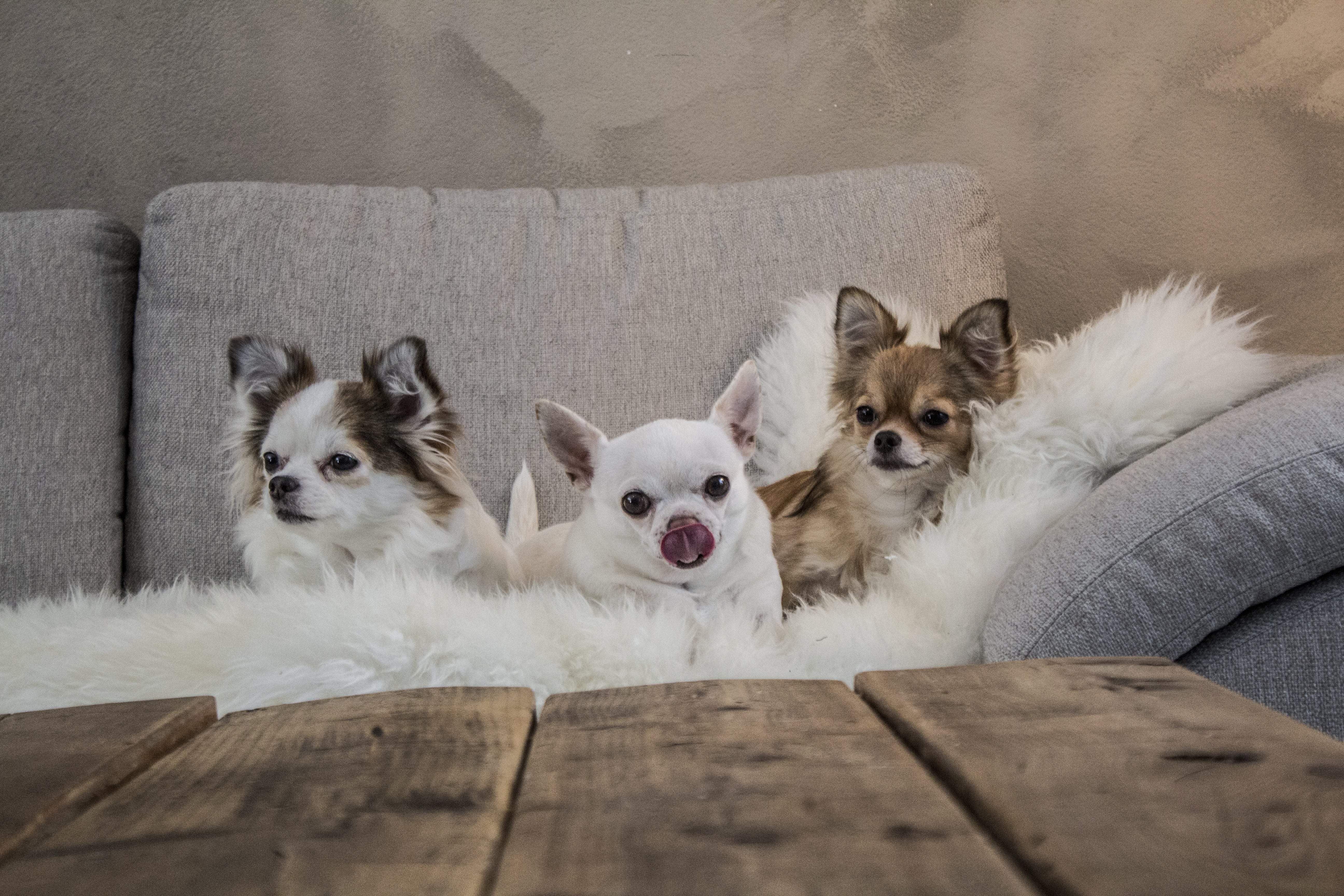 The Chihuahua Breed - All You Need to Know