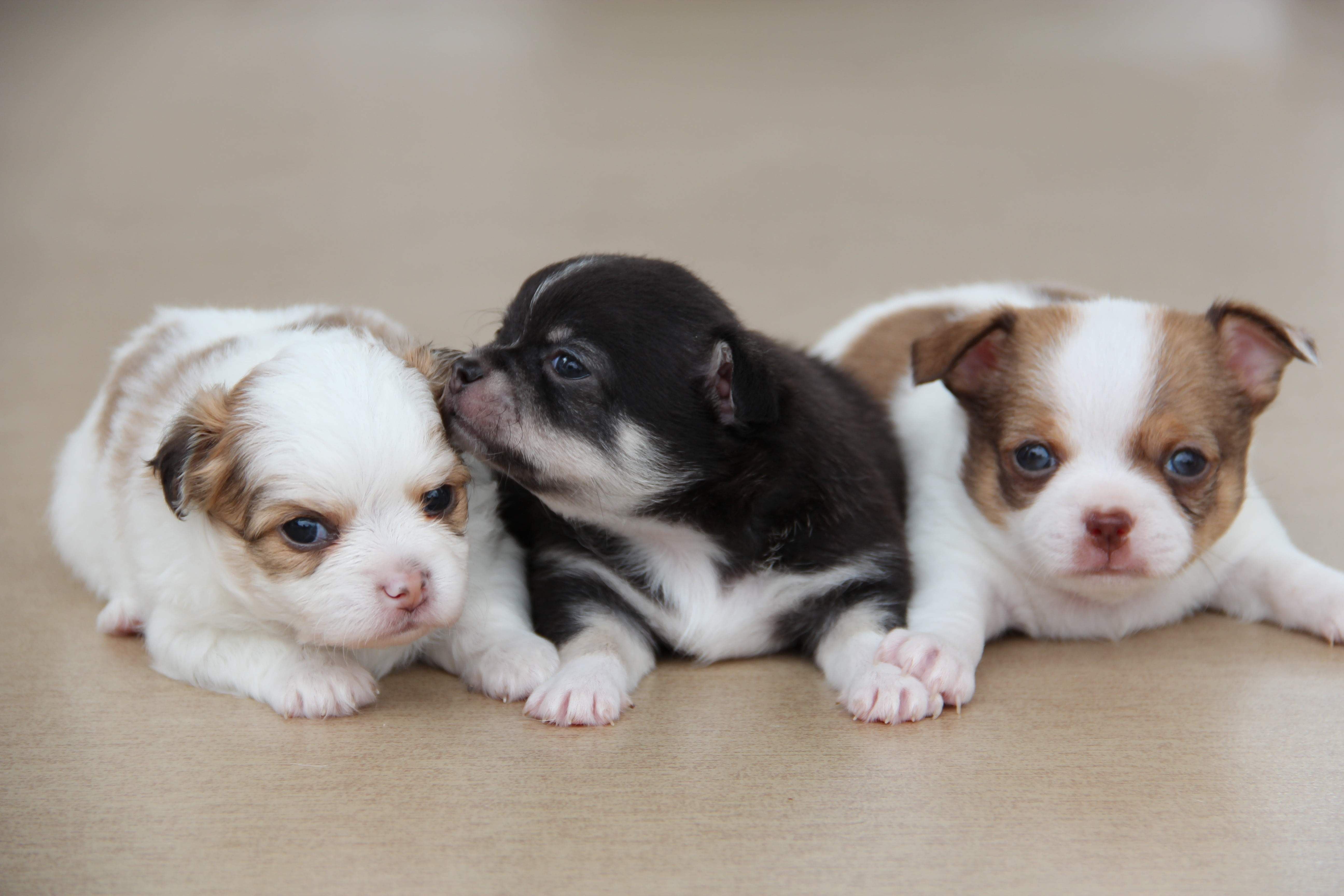 5 Things to Consider Before Getting a Chihuahua Puppy