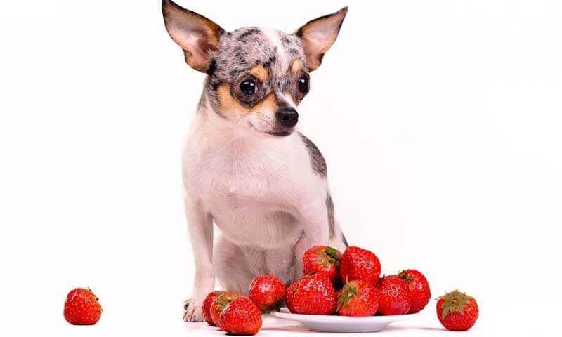 Top 10 Fruits You Can Share With Your Chihuahua