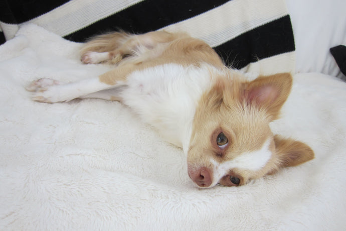 How to know if your Chihuahua suffers from food intolerance or allergy?