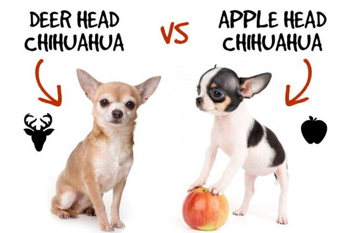 Apple Head vs Deer Head Chihuahua