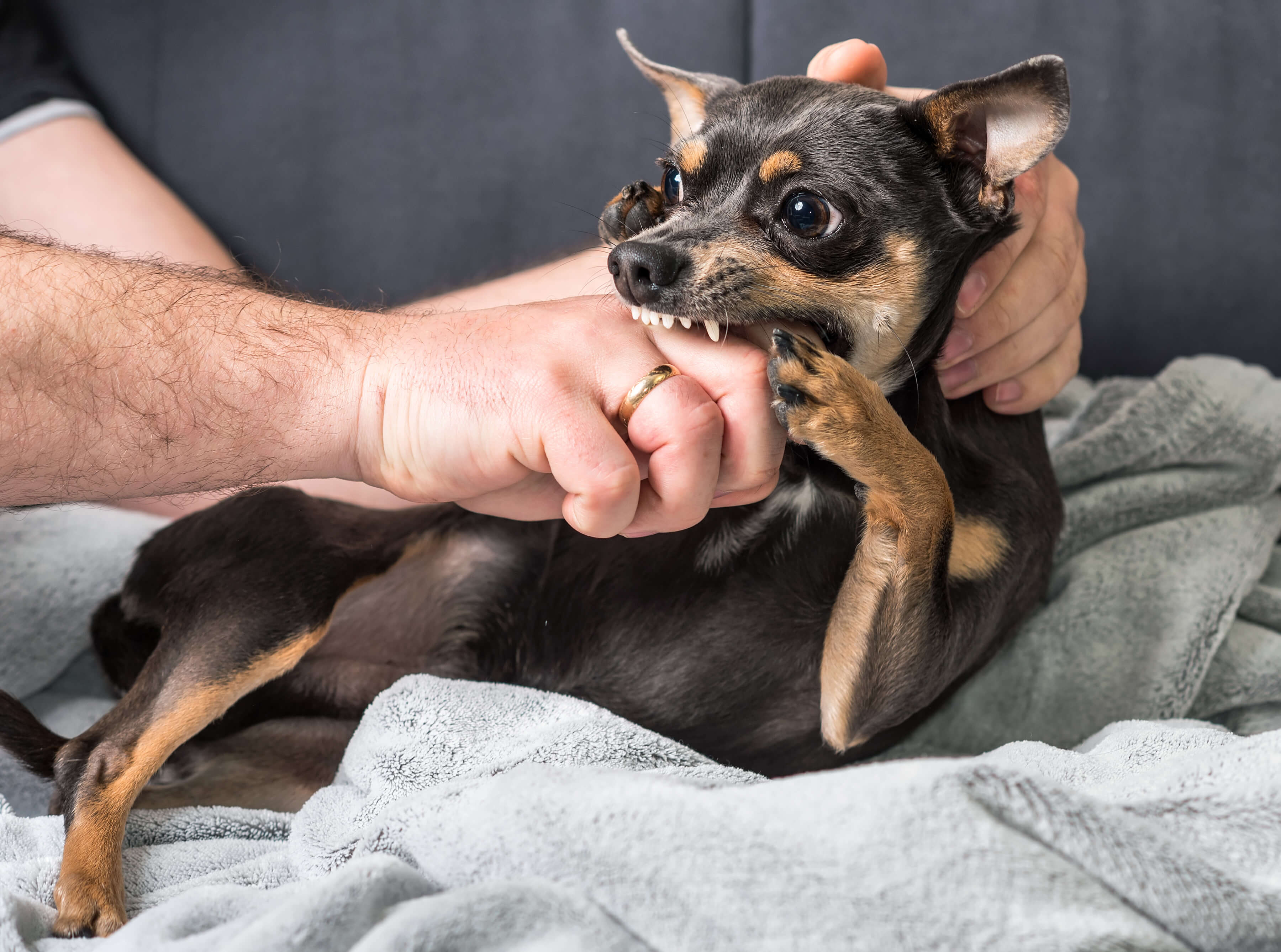 Are Chihuahua Bites Dangerous?
