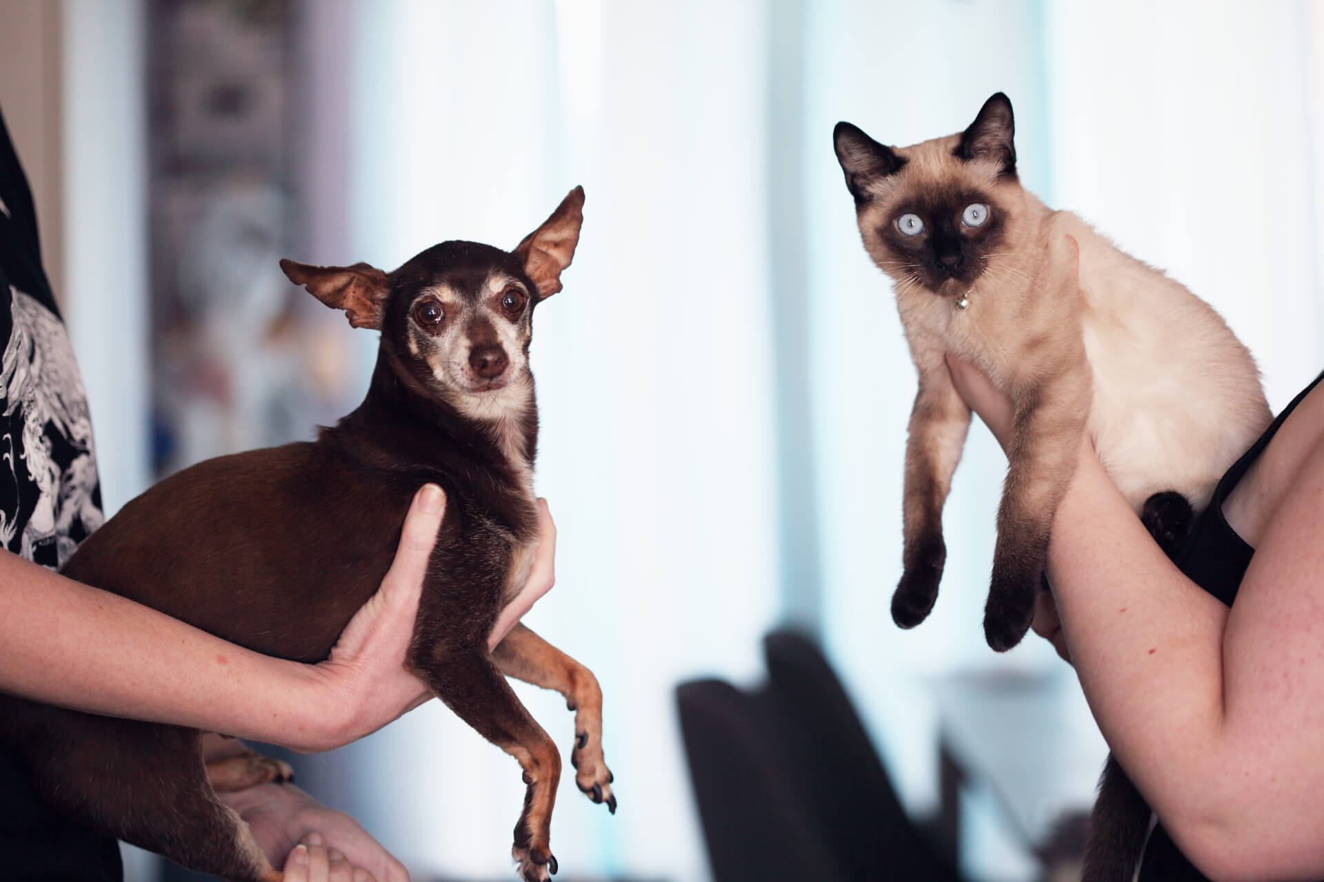 Are Chihuahuas Good With Cats?