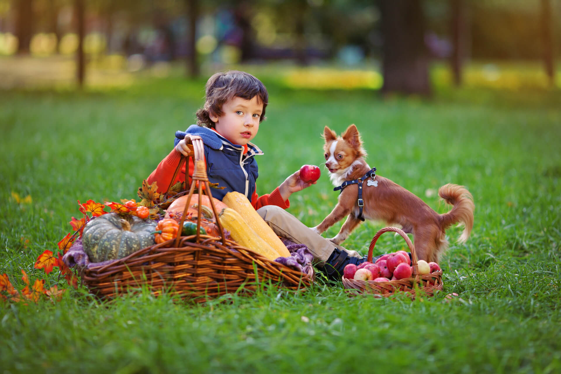 Are Chihuahuas Good With Kids?