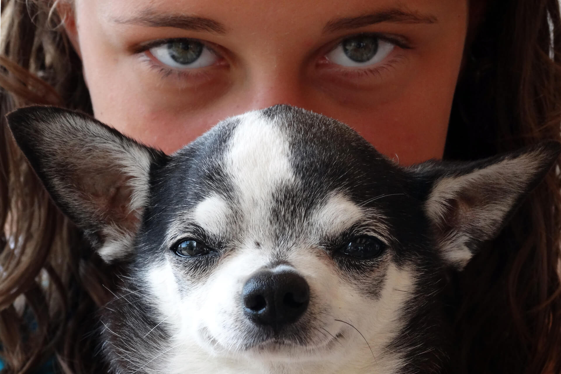 Why are Chihuahuas so Protective of Their Owners?