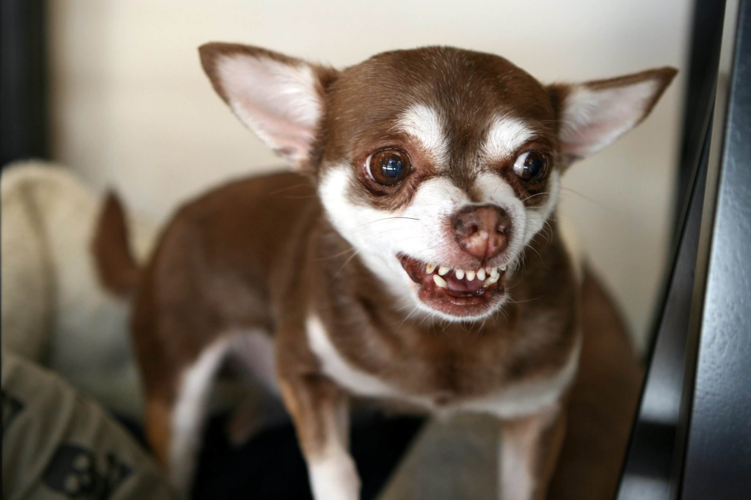Why Do Chihuahuas Have a Bad Reputation?