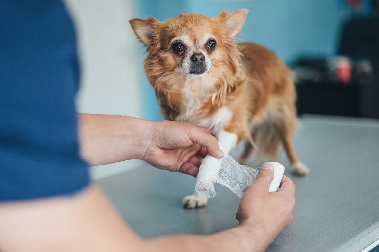 Chihuahua Patellar Luxation - Everything You Have to Know