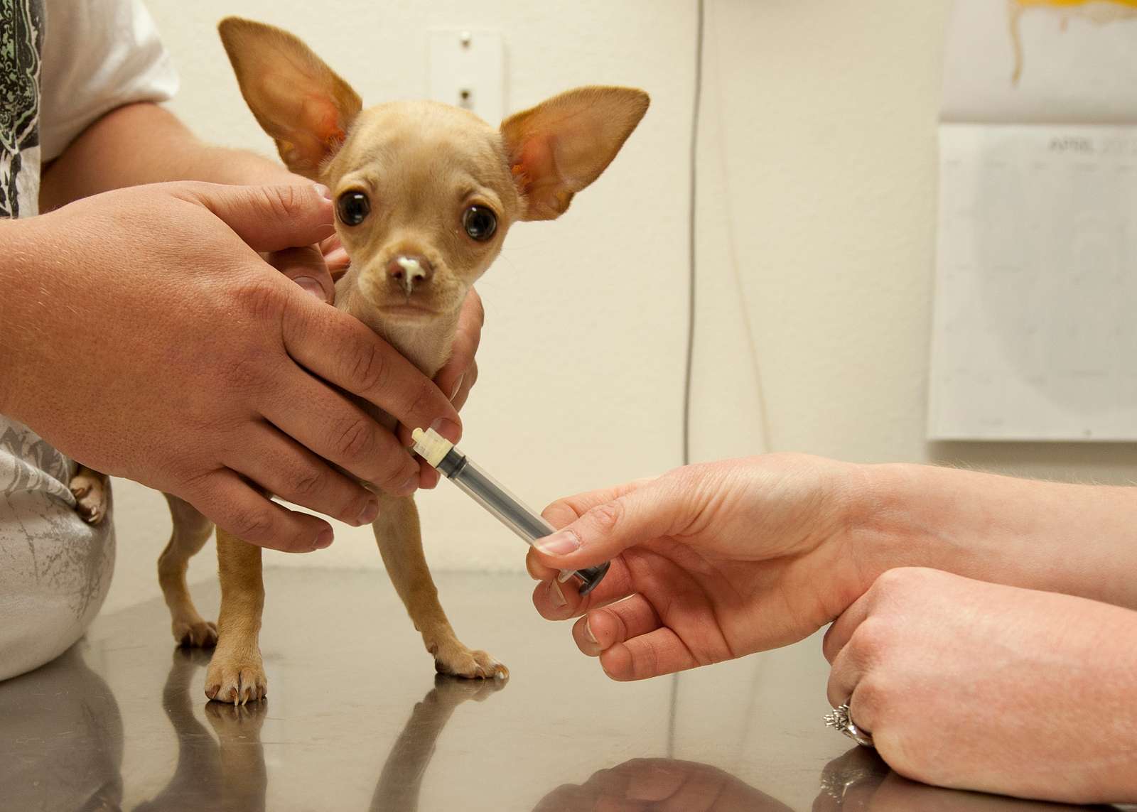 Chihuahua Puppy Vaccinations – Everything You Need to Know About Vaccinations of your Chihuahua Puppy