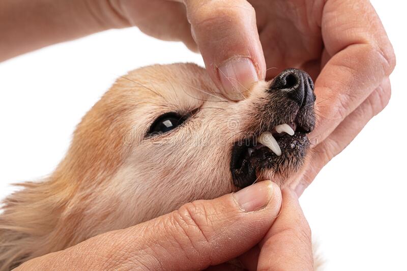 Chihuahua Teeth Care - How to Deal With Tartar and Plaque?