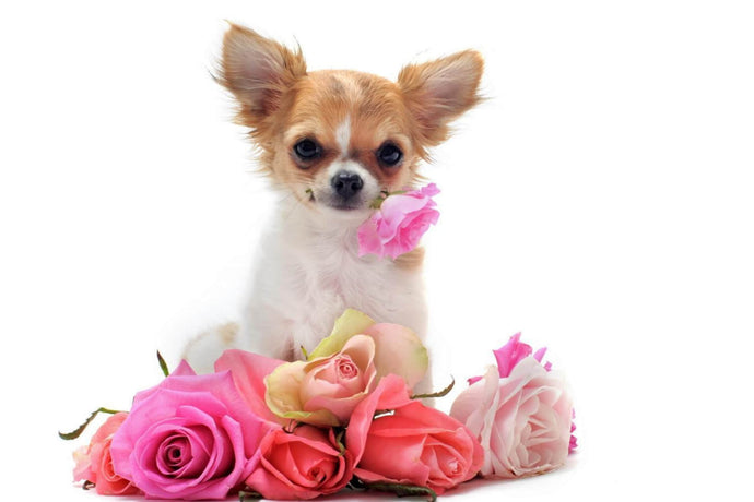 Chihuahuas and Celebrities - Why do Celebrities Love Them?