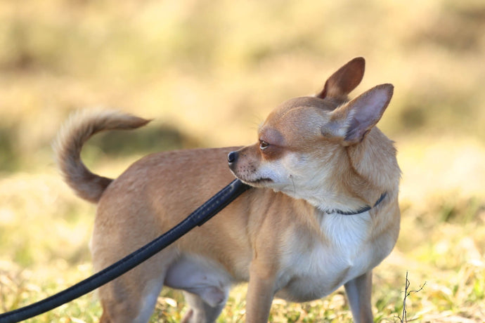 Do Chihuahuas Enjoy Walks