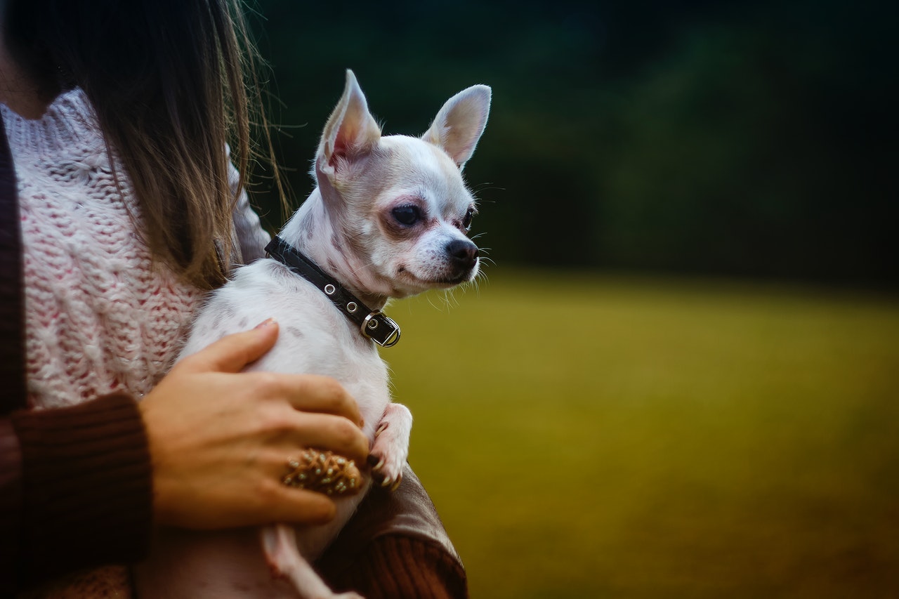 Do Chihuahuas Like To Be Held?
