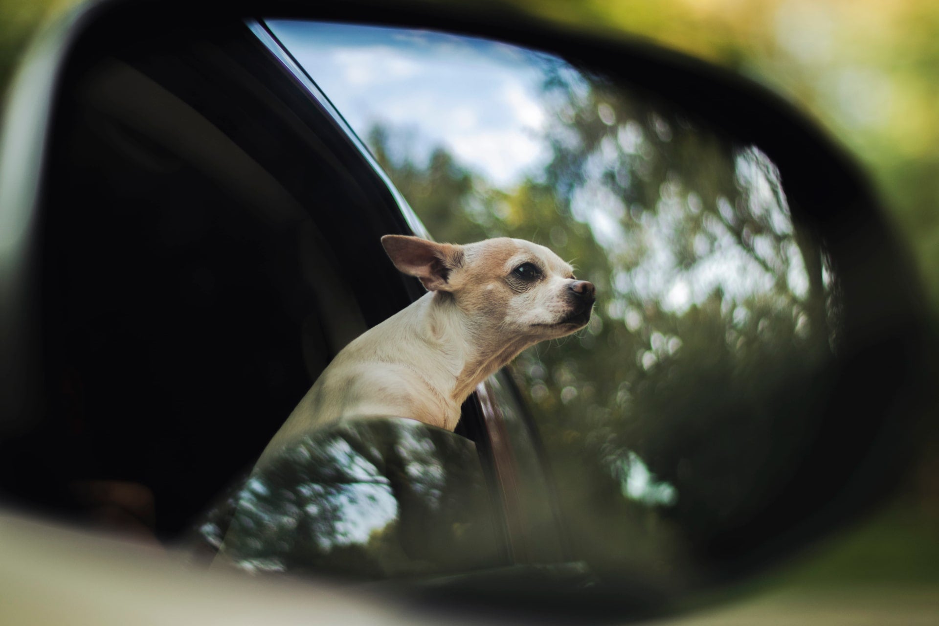 Do Chihuahuas like to travel?