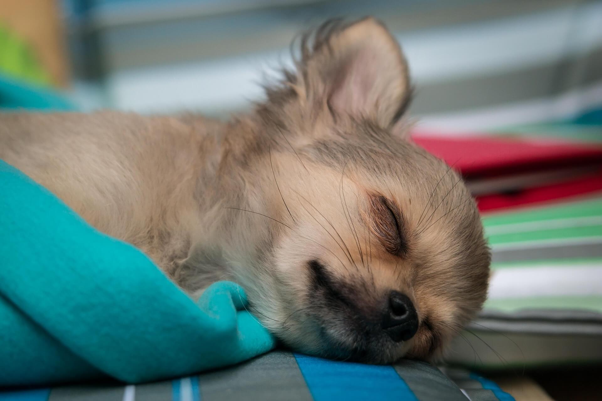 Do Chihuahuas Sleep A Lot?