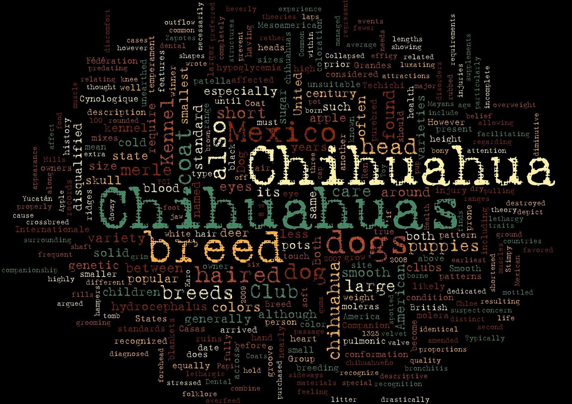 How Do I Know If My Chihuahua Is Purebred