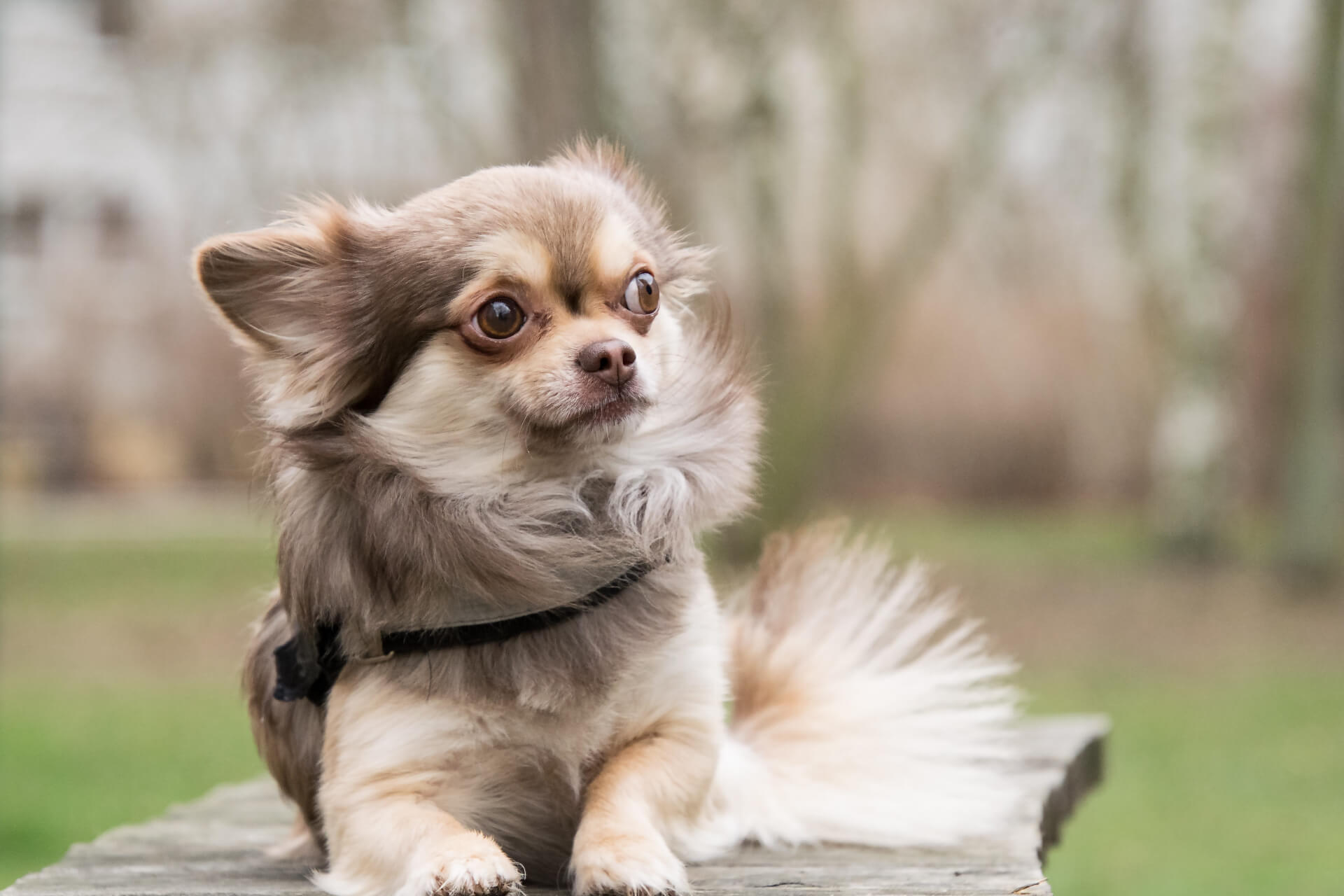 How to brush a Chihuahua’s coat? A comprehensive guide to Chihuahua’s proper grooming.
