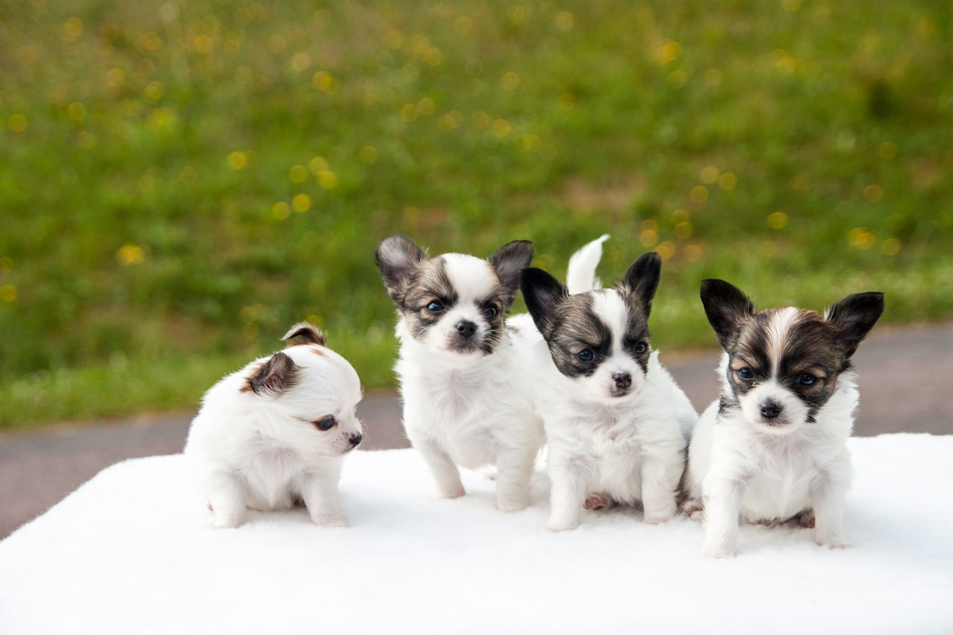 How to Choose the Right Chihuahua Puppy From the Litter?