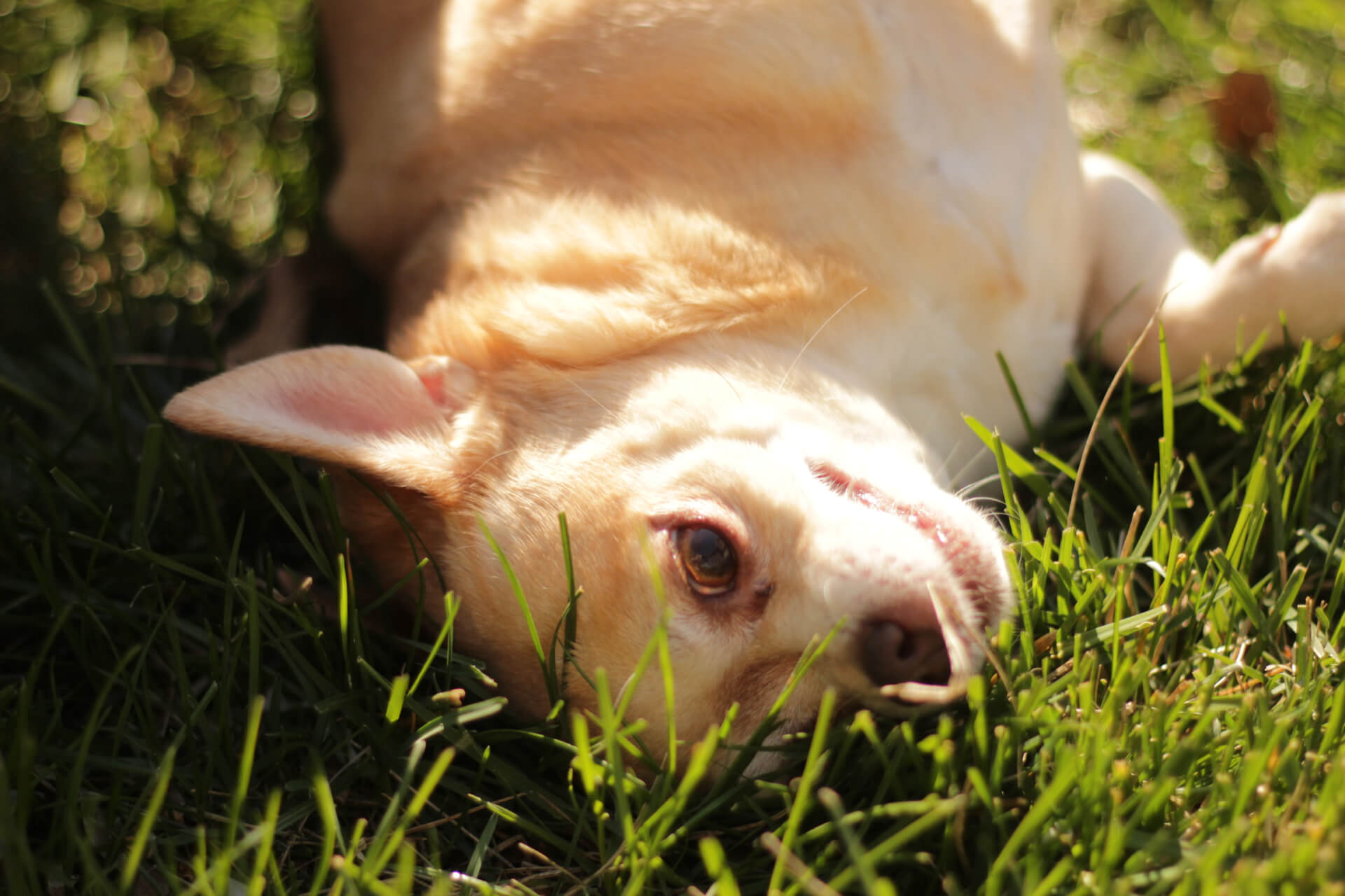 How to get my Chihuahua to lose some weight? A comprehensive weight loss plan for your Chihuahua!