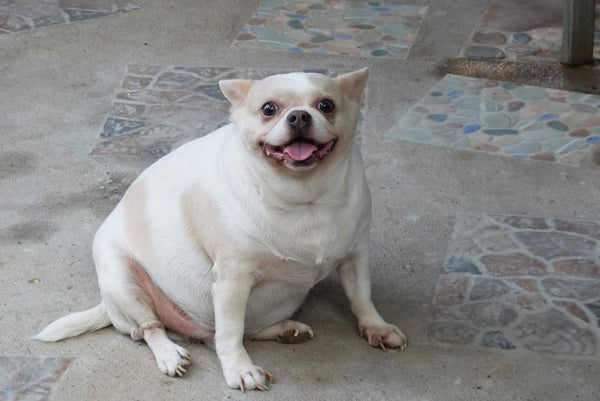How To Prevent Obesity In Chihuahuas