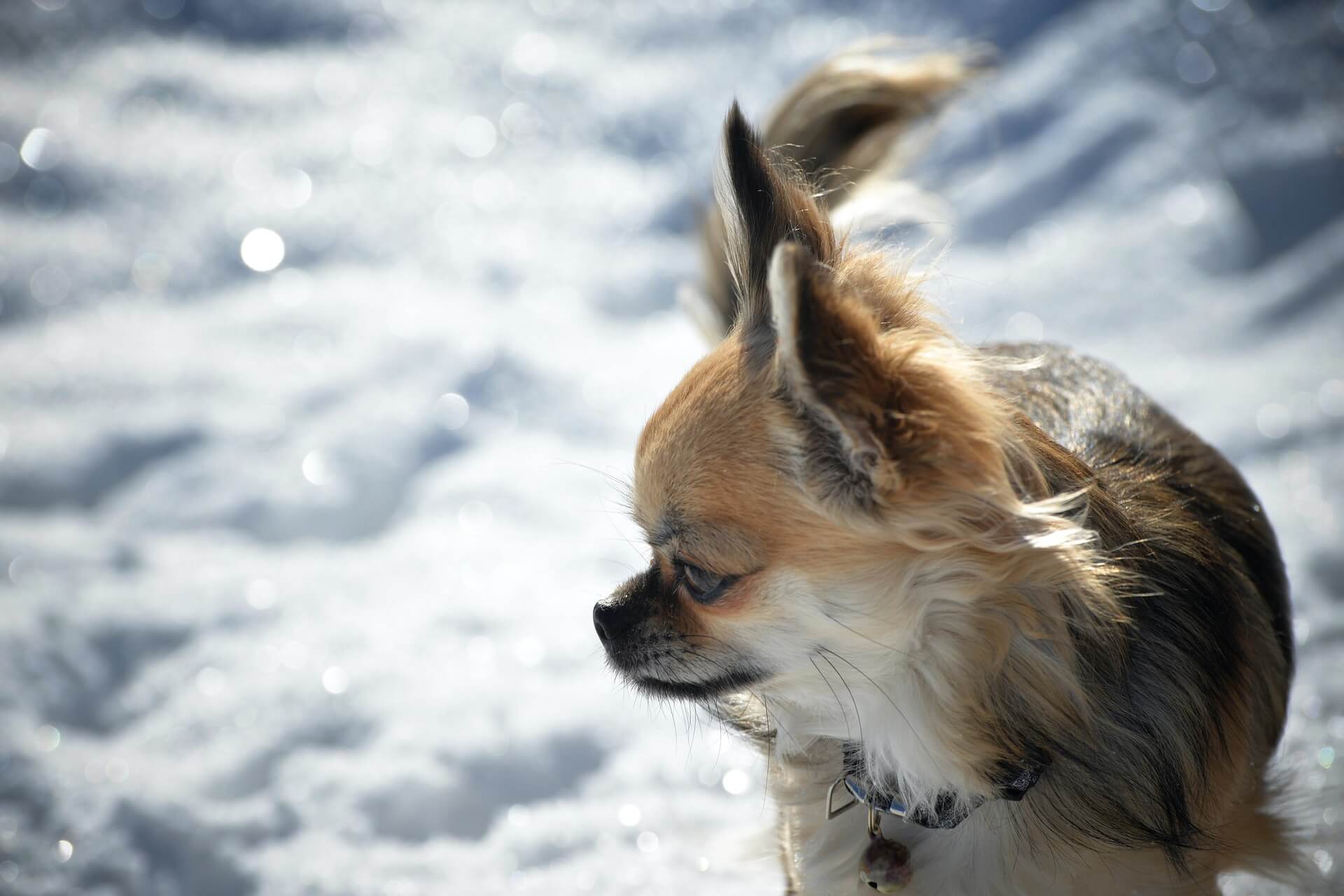 How to Take Care of Your Chihuahua During the Winter?