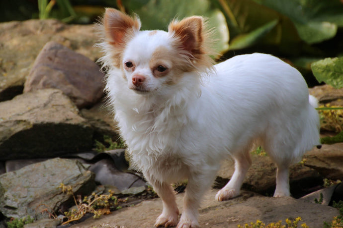 Long Haired Chihuahua - The Ultimate Guide