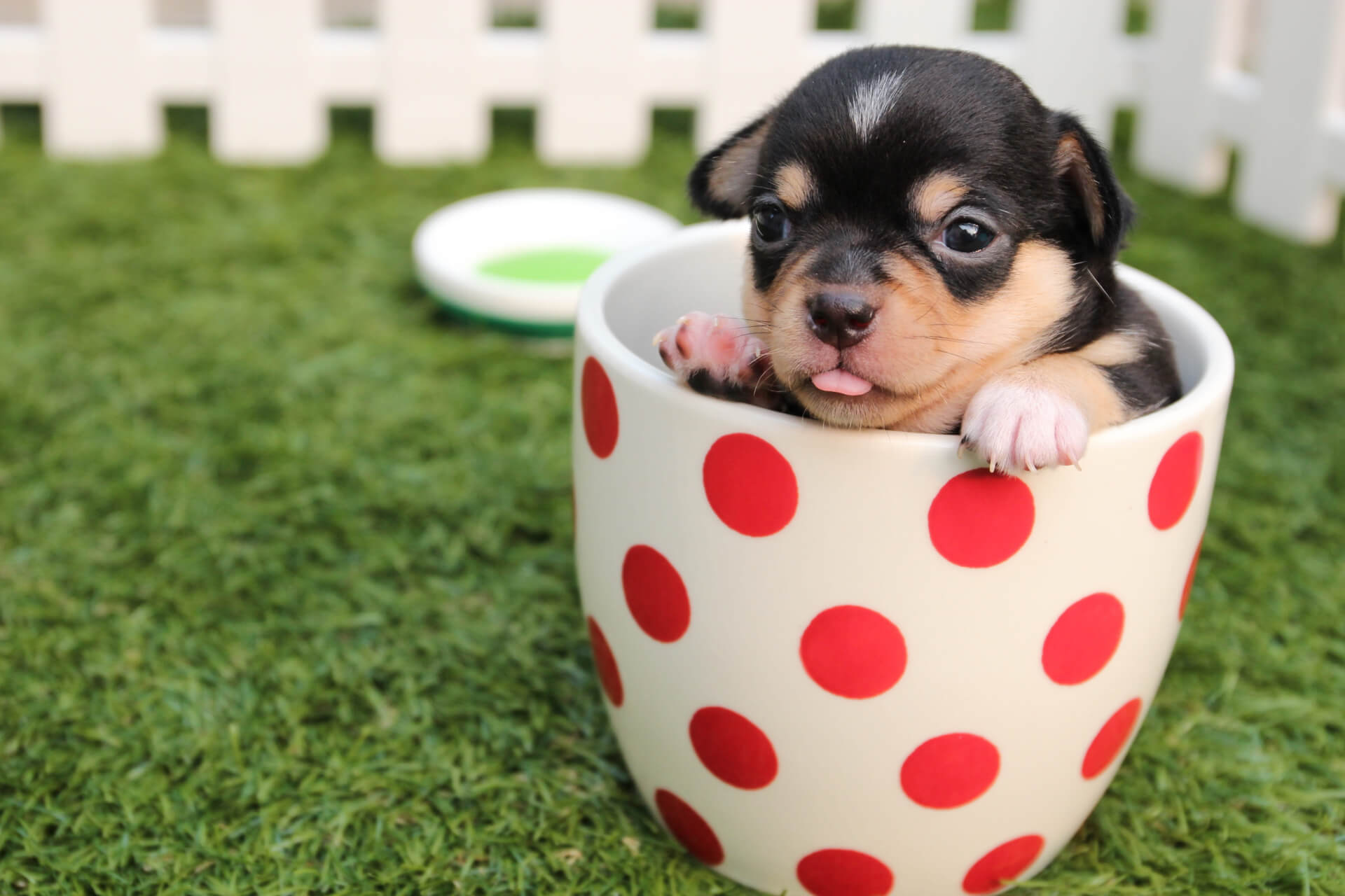 Teacup Chihuahua - Facts, Pros and Cons