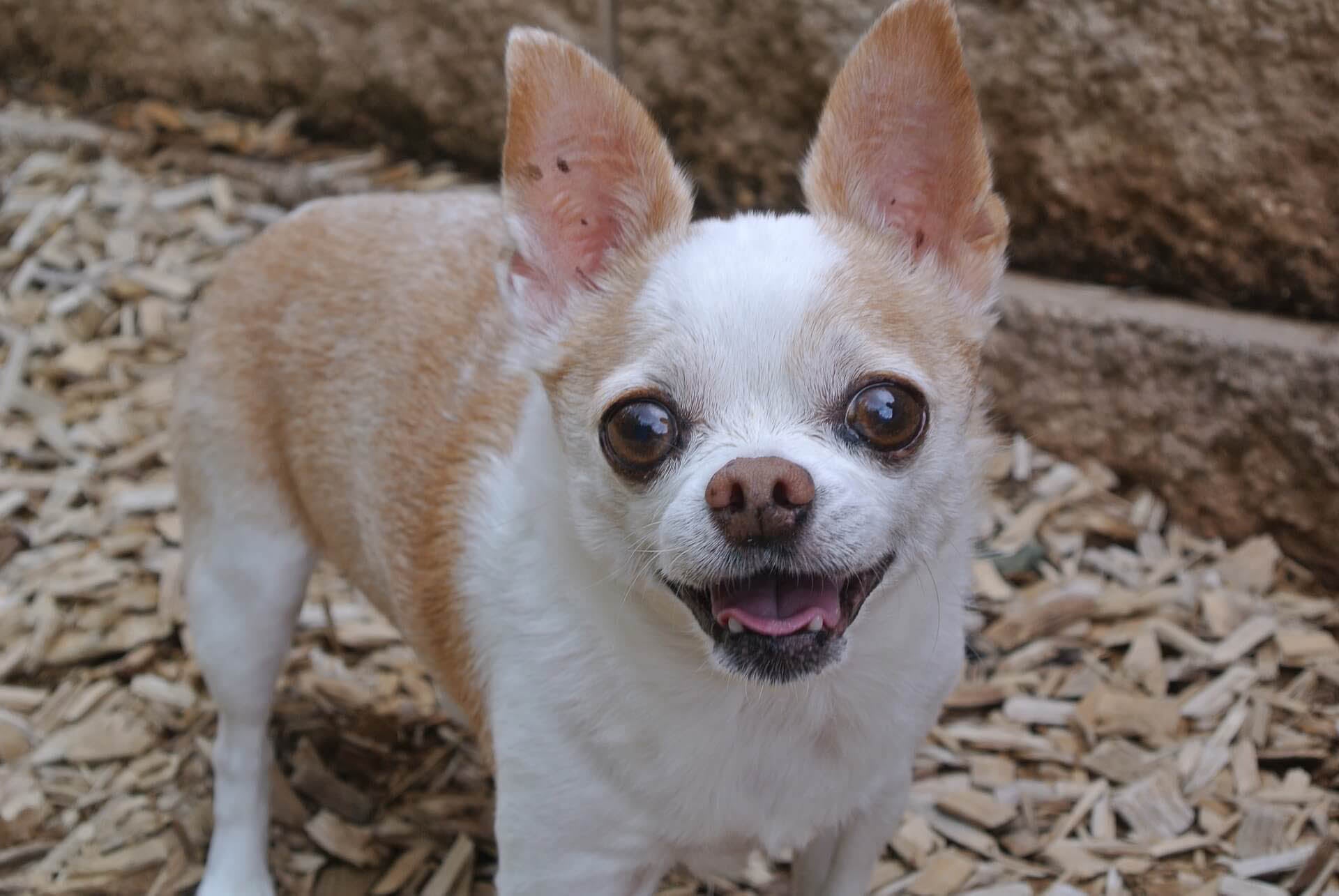 How Do I Know If My Chihuahua Is Happy?