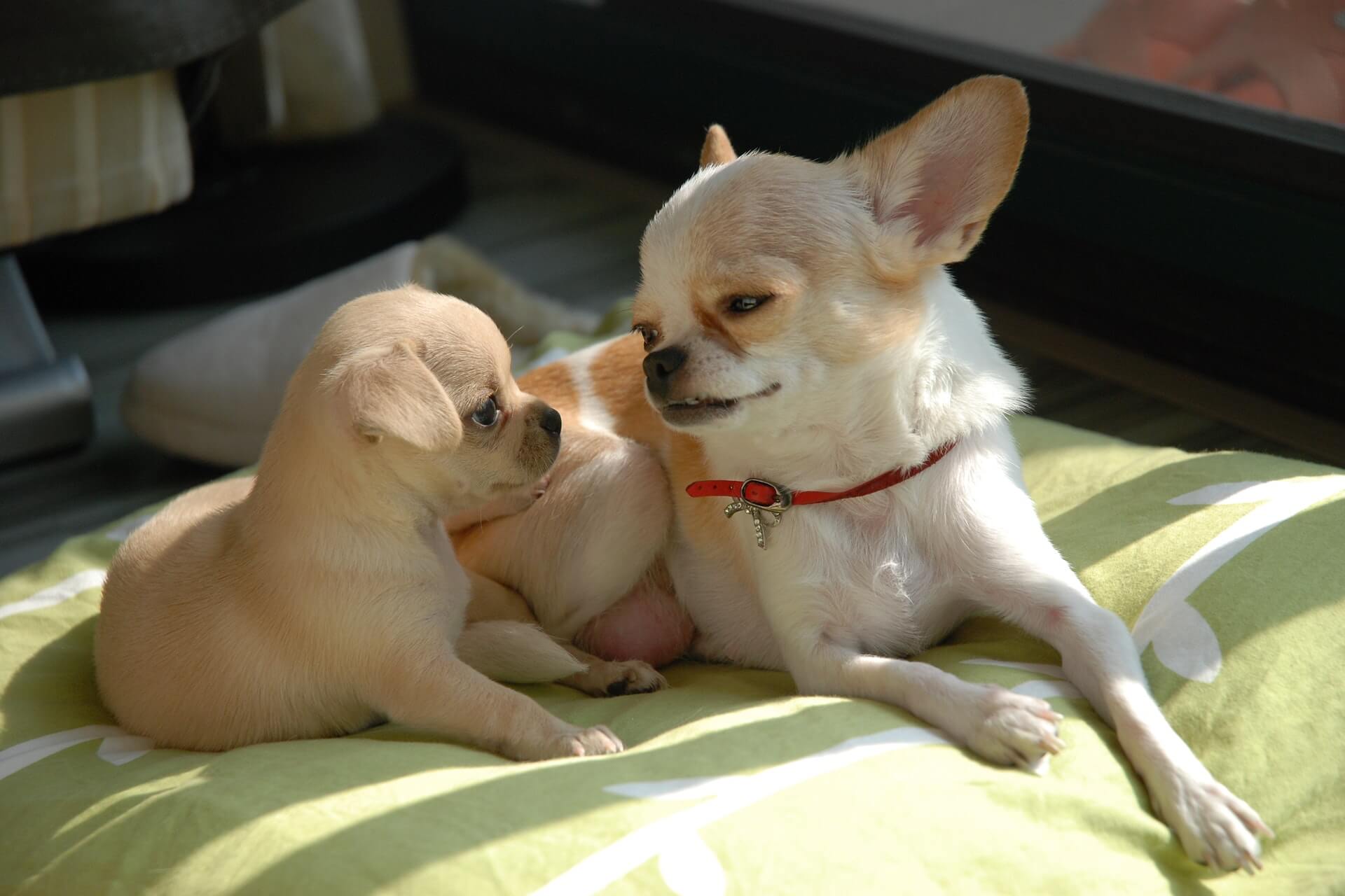 Why do You Need to Meet Your Chihuahuas Mom Before You Buy it?