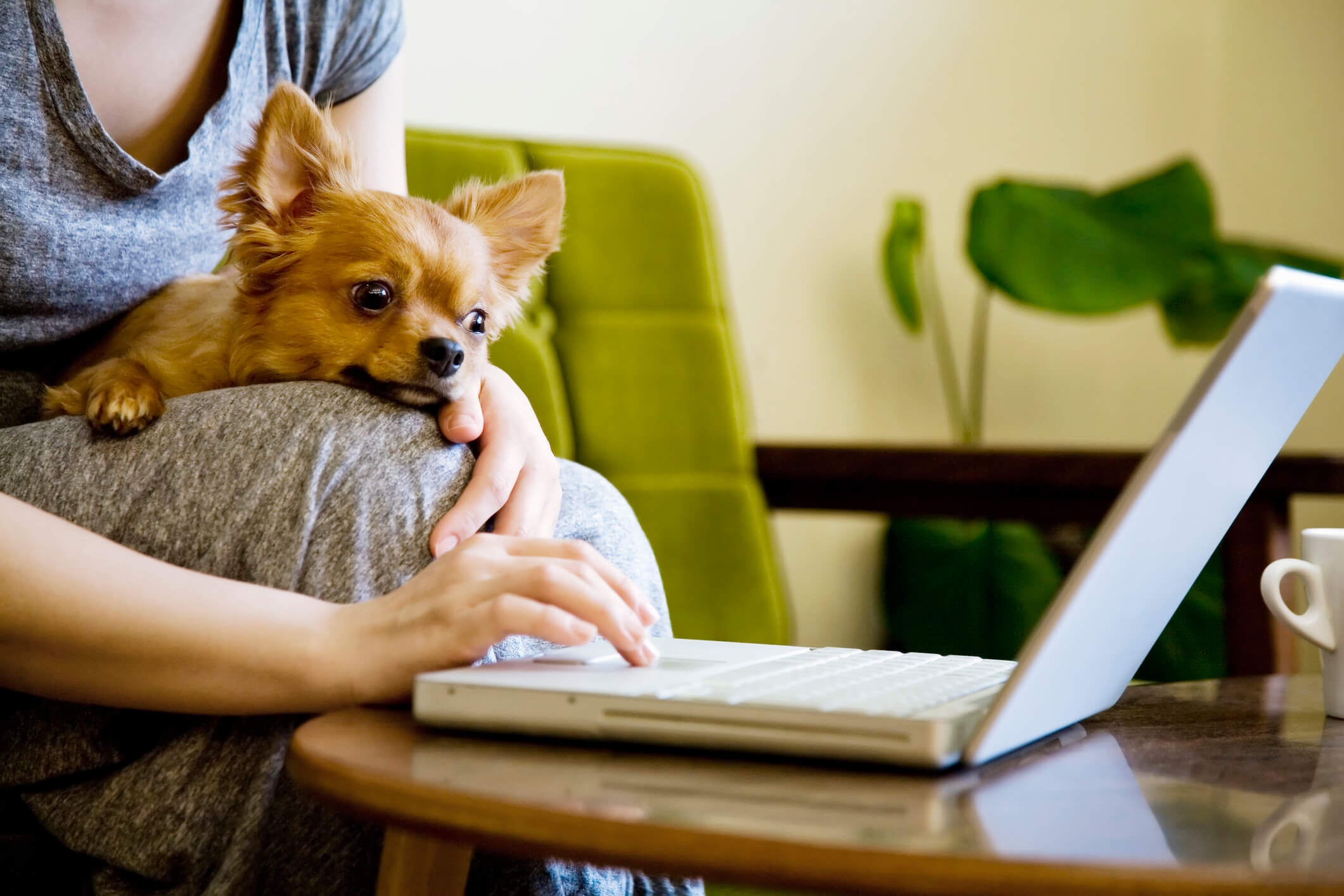 Why is my Chihuahua so Obsessed With Me? Guide to Dealing With a Clingy Chihuahua.
