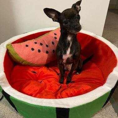 Watermelon Chihuahua Nest - Chihuahua Empire